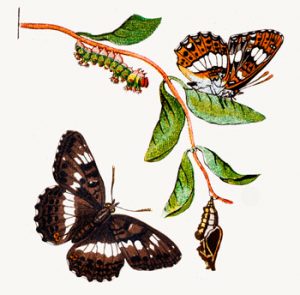 image of butterfly